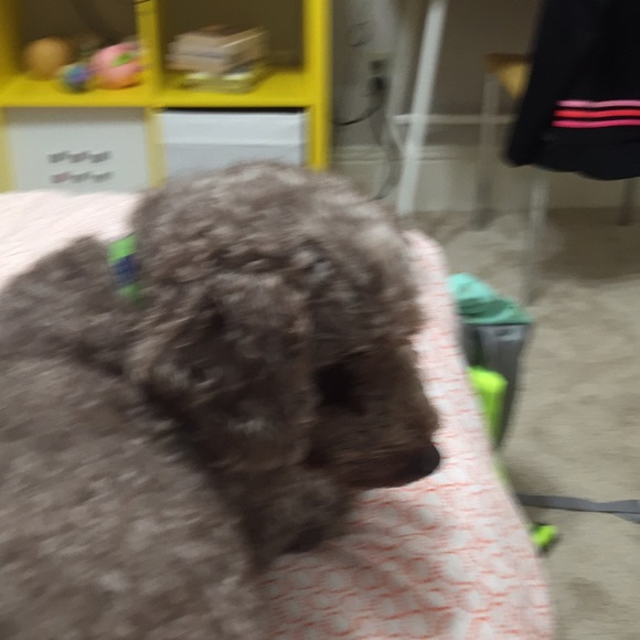 Meet your Posher, Farah - Picture 1 of 1